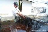 Tips Budidaya Ikan Nila: Cara Menentukan Ukuran Kolam yang Ideal