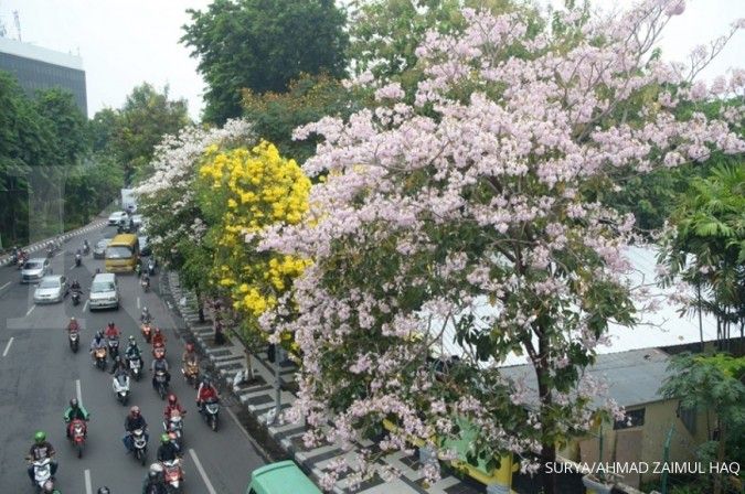 Cara Menanam Bunga Tabebuya yang Bikin Suasana Jadi Mirip di Jepang