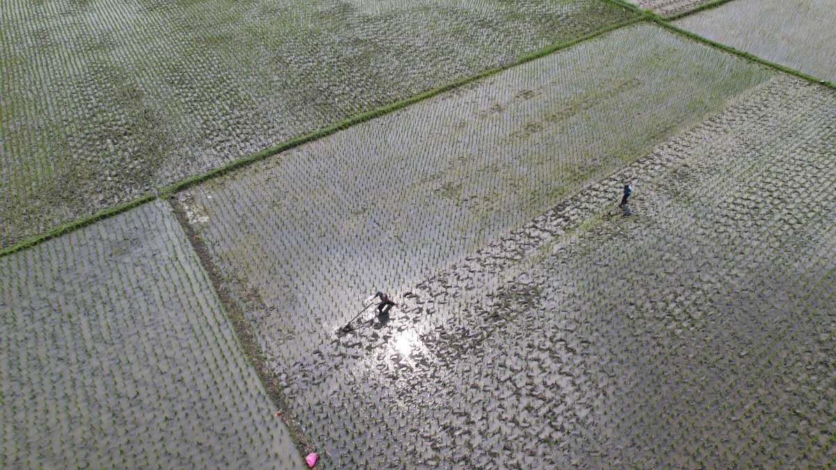 Genjot Produksi Beras untuk Hadapi El Nino
