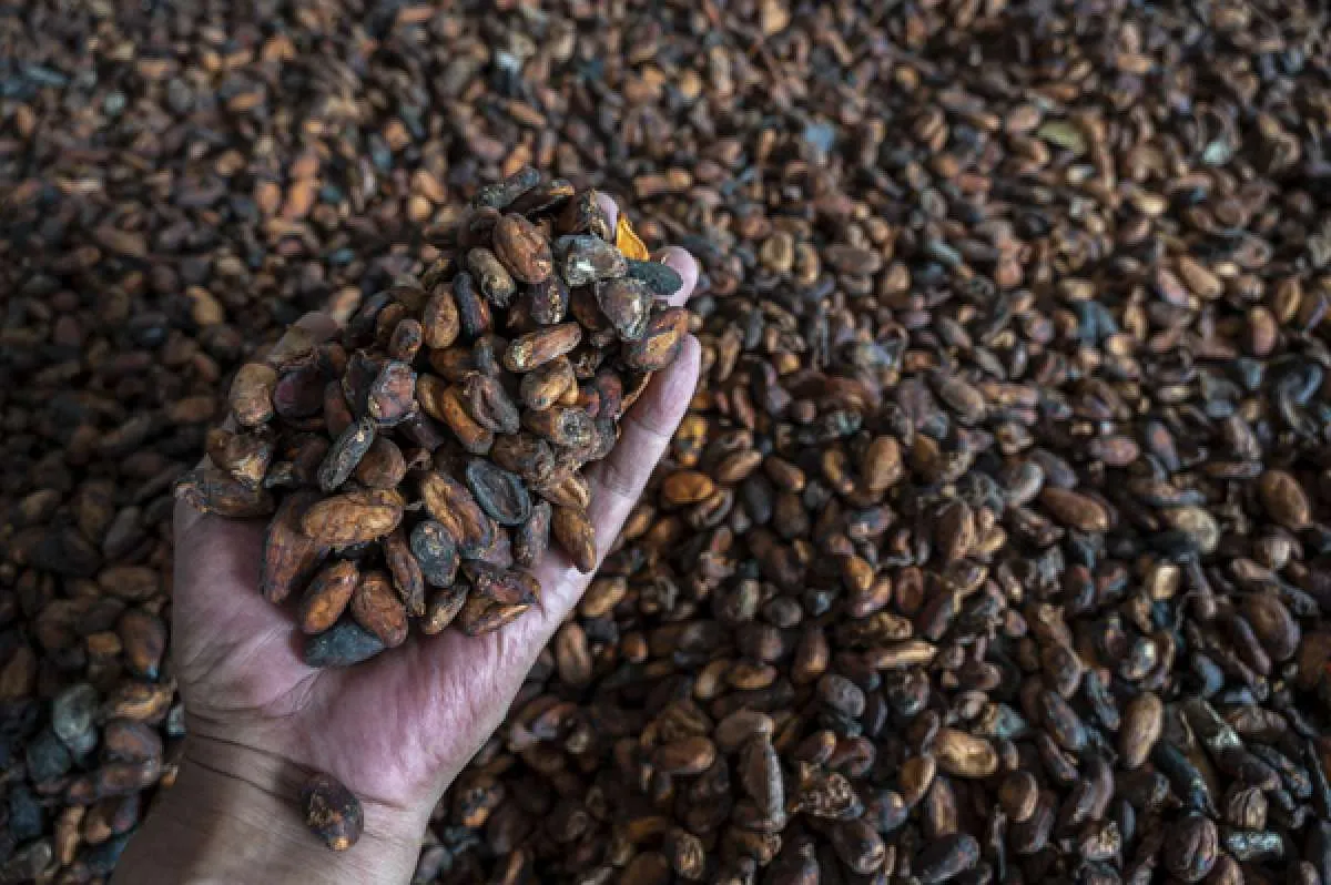 Harga Kakao Menjulang, Bisnis Cokelat Tetap Laris