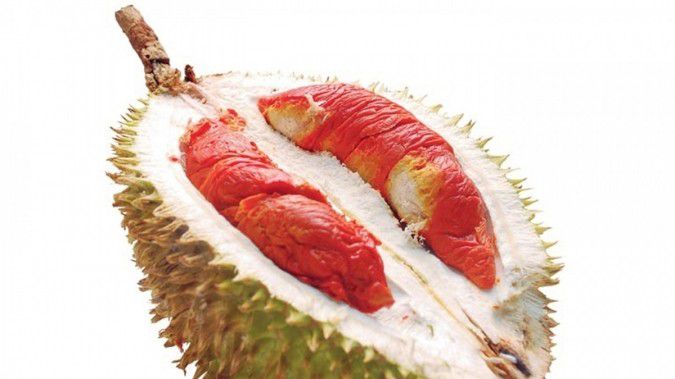 Ini cara budidaya durian merah