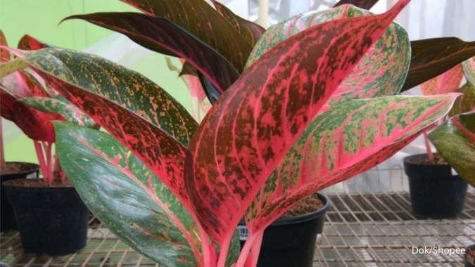 5 Masalah Tanaman Hias Aglonema yang Membuat Frustasi, Begini Solusinya 