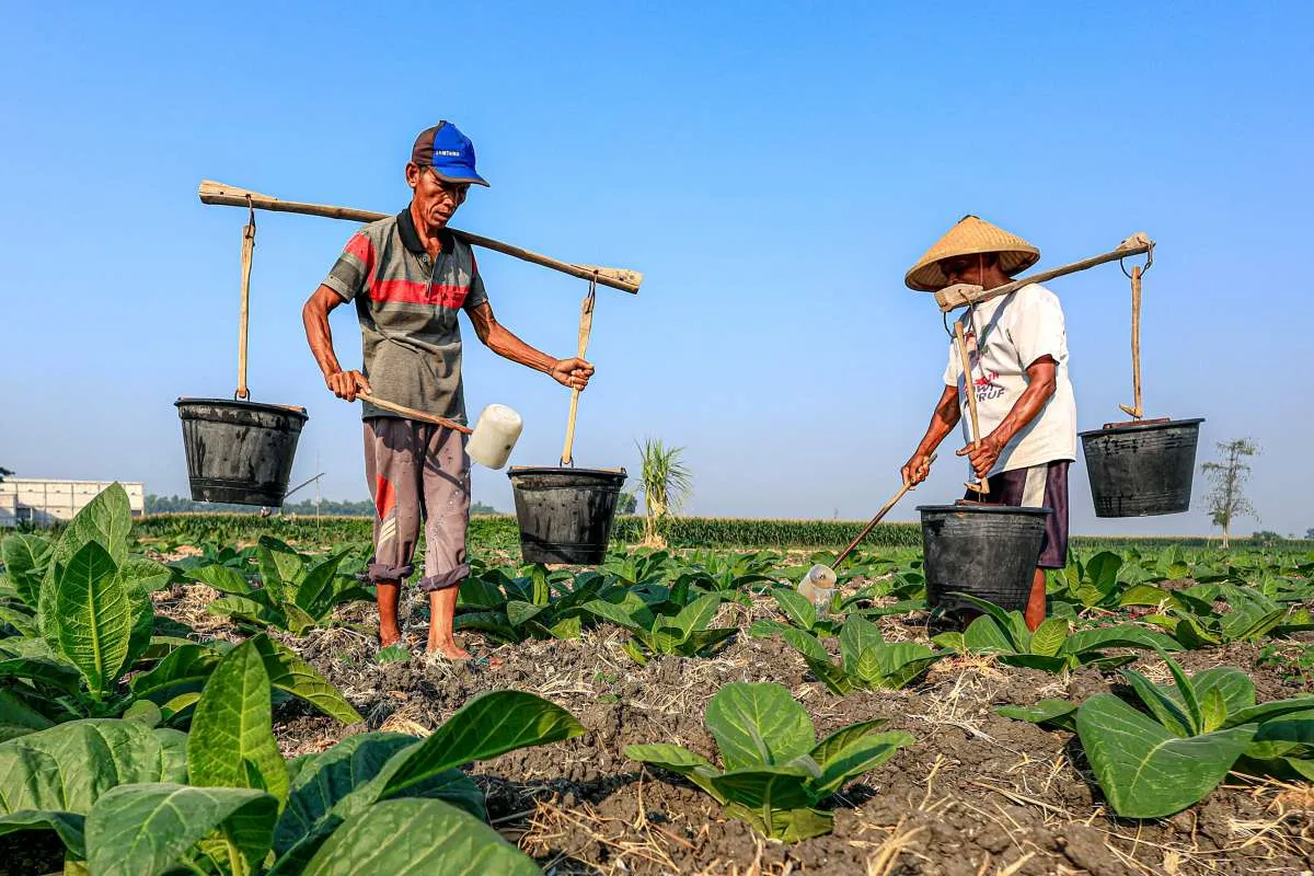 Antisipasi El Nino di 2026, Pemerintah Perkuat Irigasi hingga Asuransi Pertanian