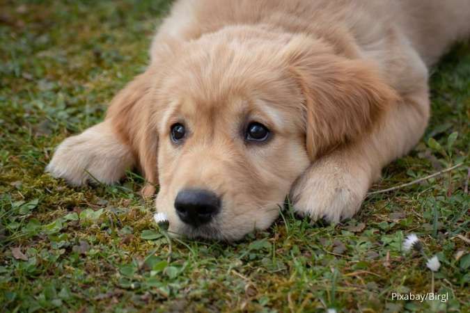 Ketahui Cara Cek Kehamilan Anjing Peliharaan, Kenali Tanda-tanda Berikut Ini