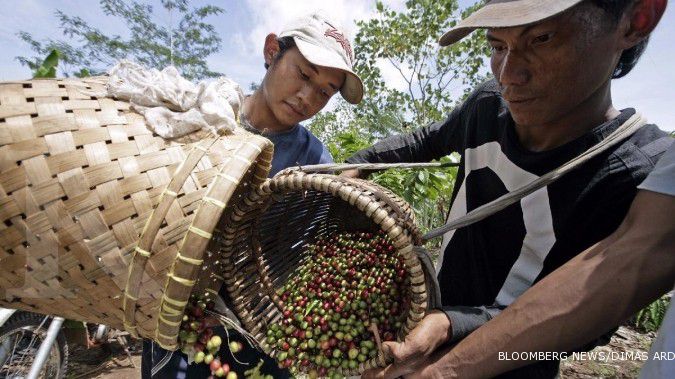 Lampung perkenalkan kopi jenis fine robusta