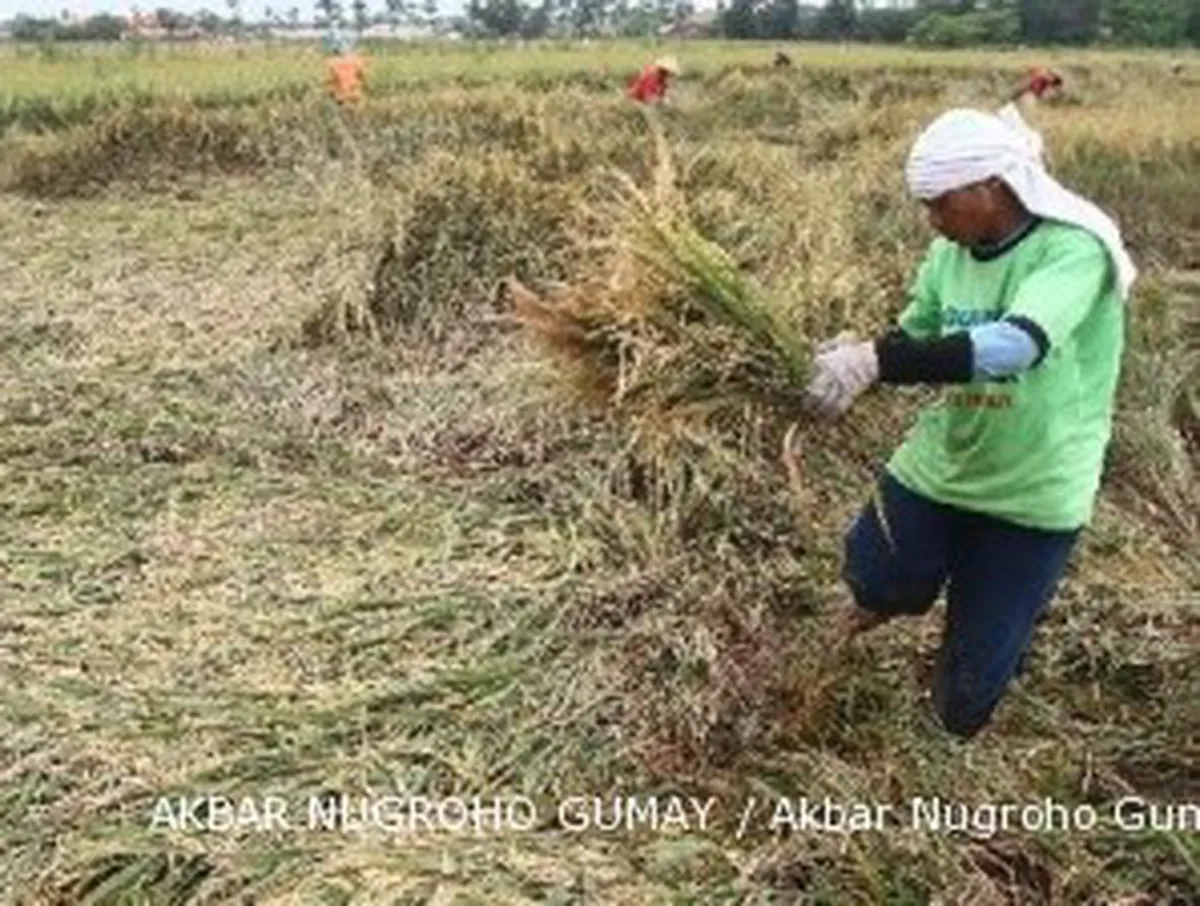 Serap semua beras, Bulog minta tambahan anggaran