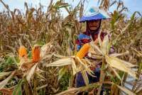 Nilai Tukar Petani Naik Menjadi 124,05 Pada November 2025