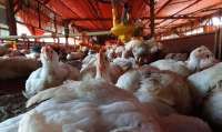 Harga Ayam Hidup Anjlok, Oversupply Jadi Biang Kerok