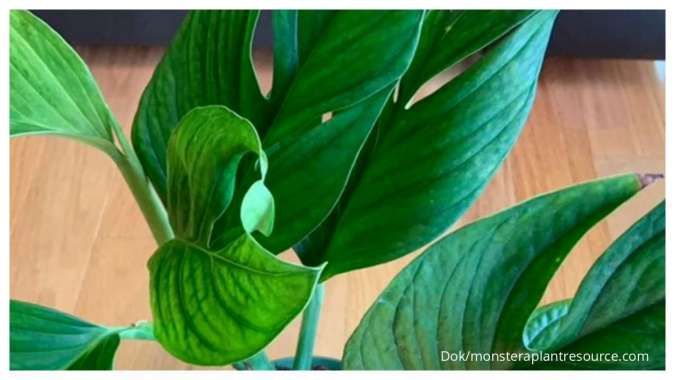 Simak Cara Mengkilapkan Daun Tanaman Hias, Bisa Pakai 3 Bahan Ini