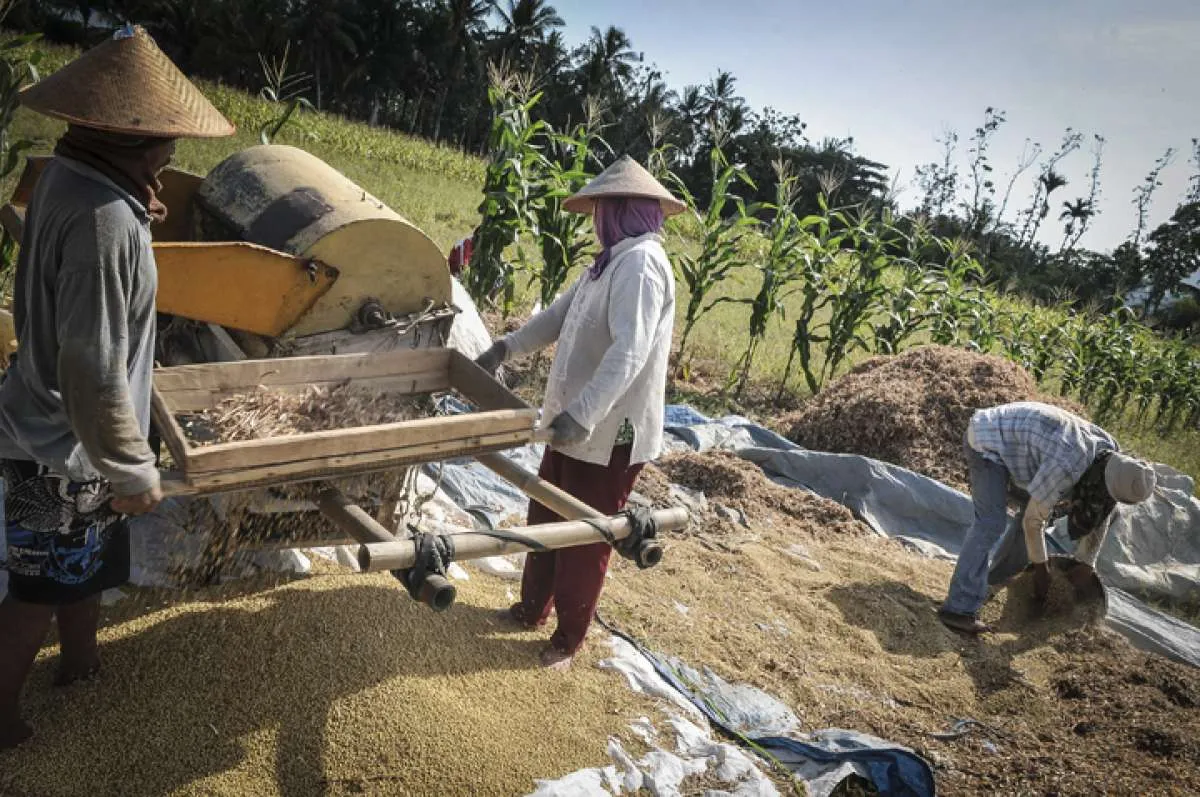 Ini Penyebab Petani Indonesia Enggan Tanam Kedelai
