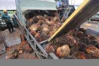 Harga CPO Diproyeksi Naik Tajam hingga Juni 2026, Dipicu Kenaikan Energi Global