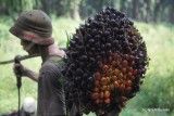 Sawit Watch Dorong Pemerintah Fokus Intensifikasi dan Legalitas Kebun Rakyat