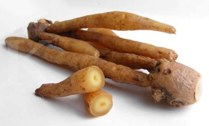  Rimpang Temu Kunci Rp 1,6 Juta