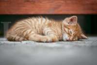 Begini Cara Mudah Mengobati Cacingan pada Kucing