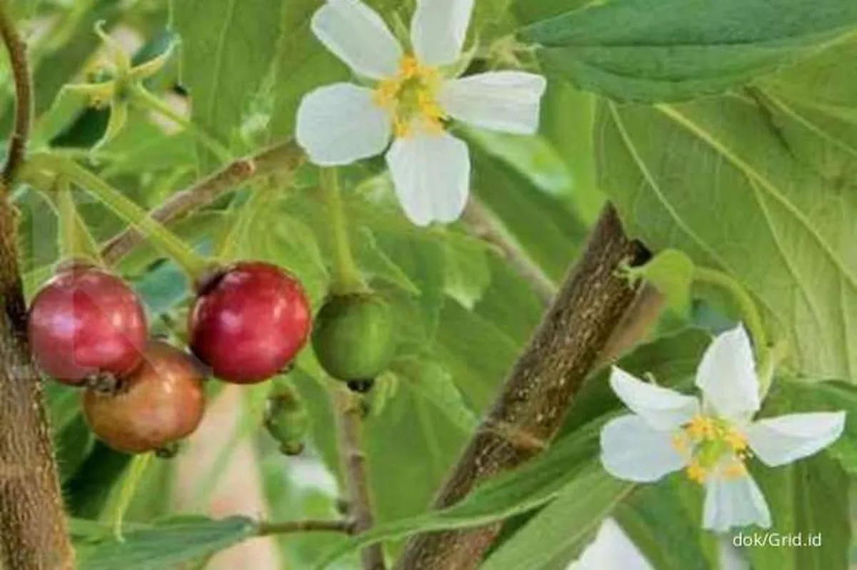 Daun kersen bermanfaat sebagai obat herbal diabetes melitus 