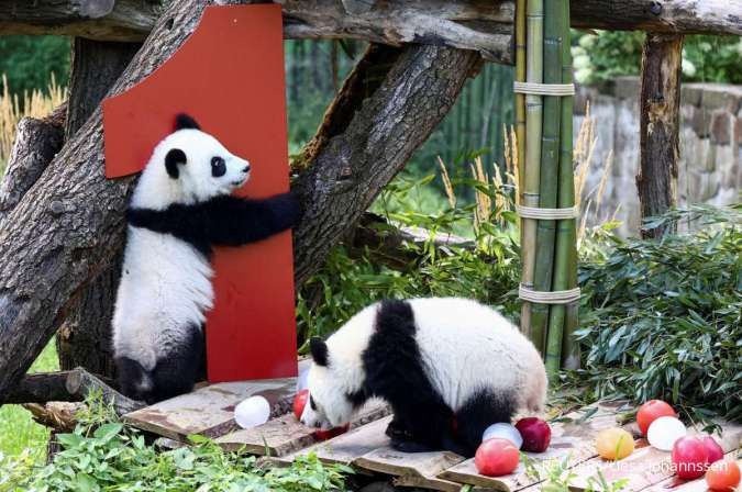 Hubungan Tokyo-Beijing Memanas, Panda Kembar Tinggalkan Jepang