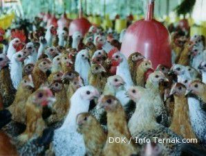 Berbisnis ayam dari hulu sampai hilir