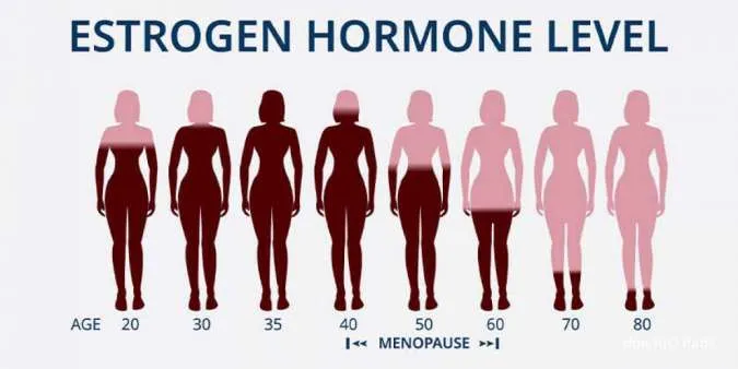 Kadar Hormon Estrogen dalam Tubuh Saat Menjelang Menopause