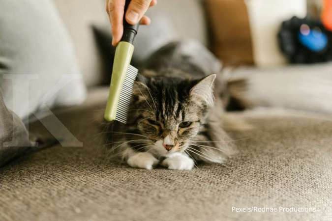 Cara Memandikan Kucing Yang Nyaman Agar Tak Kena Cakaran