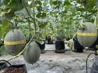 Menikmati Manisnya Panen Melon di Puspa Agraria, Wisata Pertanian Andalan Desa Bedali