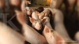 Harga Babi di Vietnam Melonjak, Ada Apa?