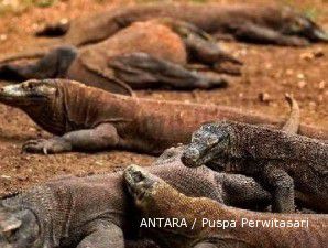 Taman Nasional Komodo tak jadi dicoret dari New7Wonders