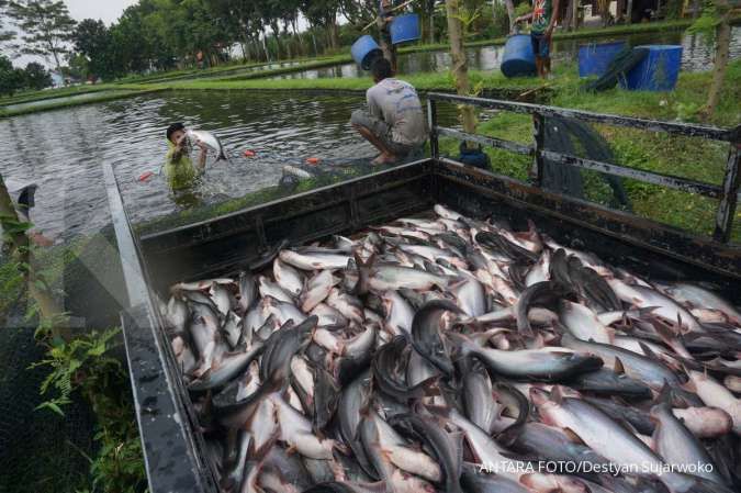 Dapat stimulus Rp 30 miliar, Perum Perindo serap 1.500 ton ikan nelayan