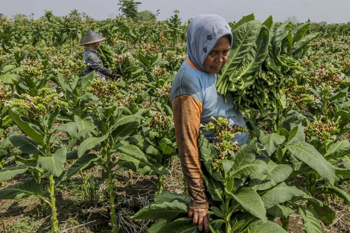 Harga Eceran Rokok Naik, Wamenperin Berharap Industri Tembakau Bertahan