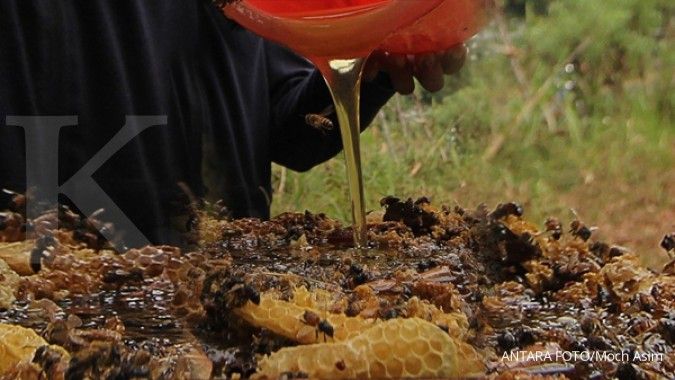 Perhutani sediakan 18.000 ha lahan produksi madu