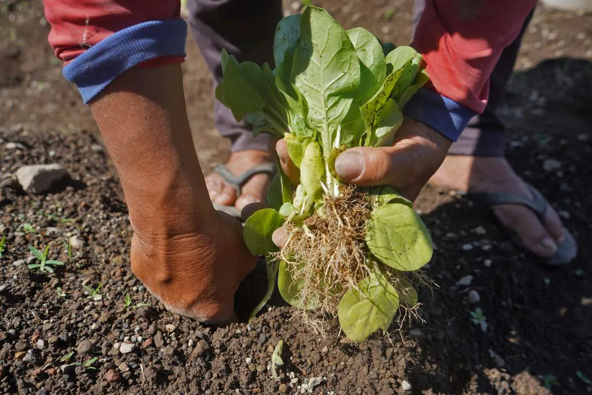 Gudang Garam Tak Lagi Serap Tembakau dari Temanggung, Petani Beberkan Penyebabnya