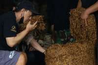 Pembatasan Nikotin dan Tar Picu Kekhawatiran di Industri Tembakau