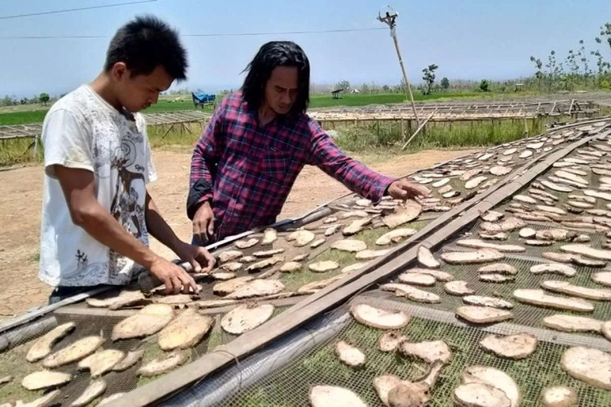 Cerita soal porang, tanaman viral yang bikin banyak petani jadi miliarder