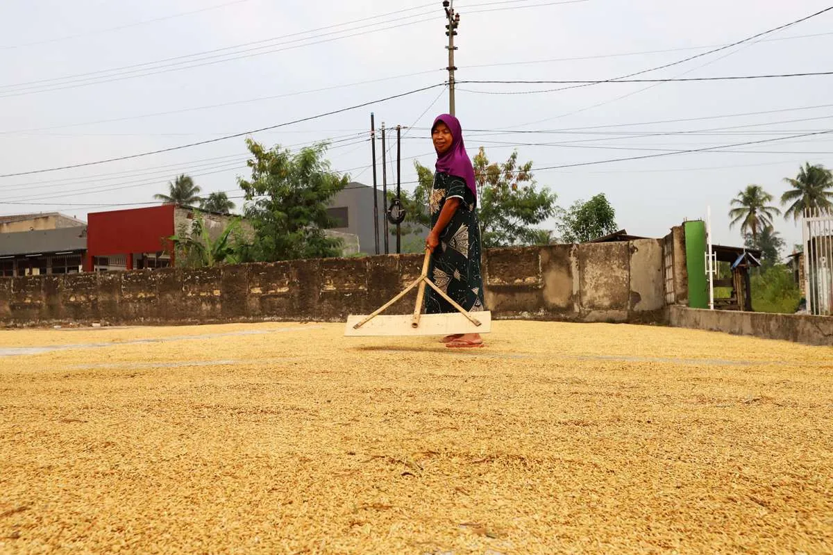 SPI: Fleksibilitas HPP Gabah Tak Untungkan Petani
