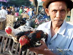 Harga Ayam Pedaging Turun Jadi Rp 11.000 per Kg