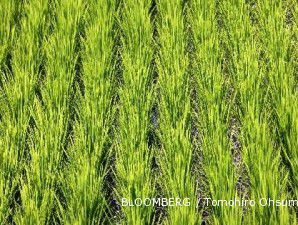 Panenan beras AS anjlok, harga beras kian mahal