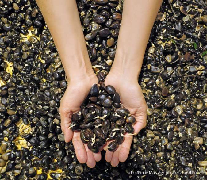 Benih Bersertifikat dan Peremajaan Lahan Sawit Kunci Keberhasilan Petani Sawit