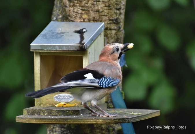 Ingin Beri Makanan Segar ke Burung Peliharaan? Ini Rekomendasi Sayuran untuk Burung