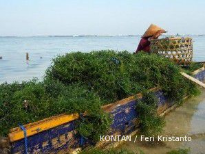 Sentra rumput laut Bali: Produksi meningkat, lahan diincar investor (3)