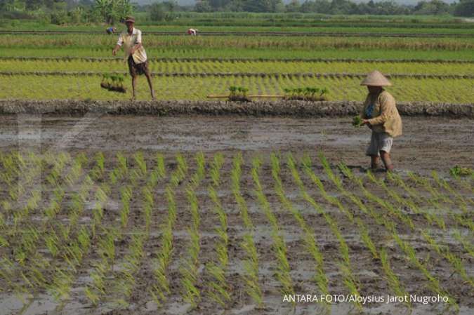 Genjot produksi padi, Kemendes intensifikasi 509.000 ha lahan transmigrasi tahun ini