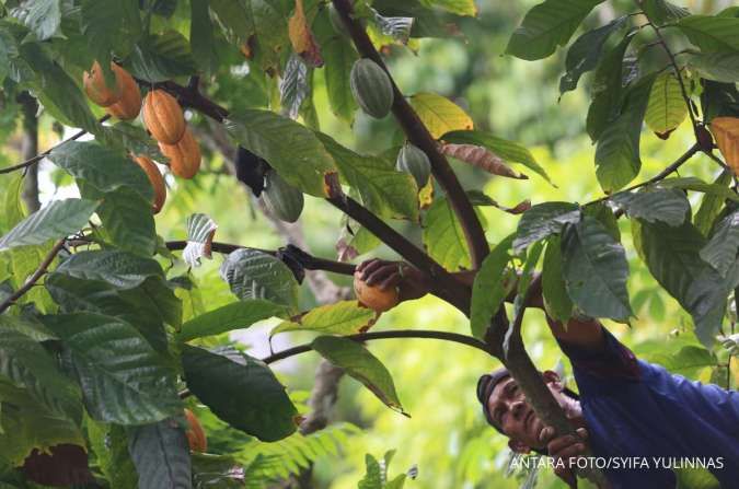 Program Peremajaan Kakao Menyasar 248.500 ha Lahan Hingga 2027
