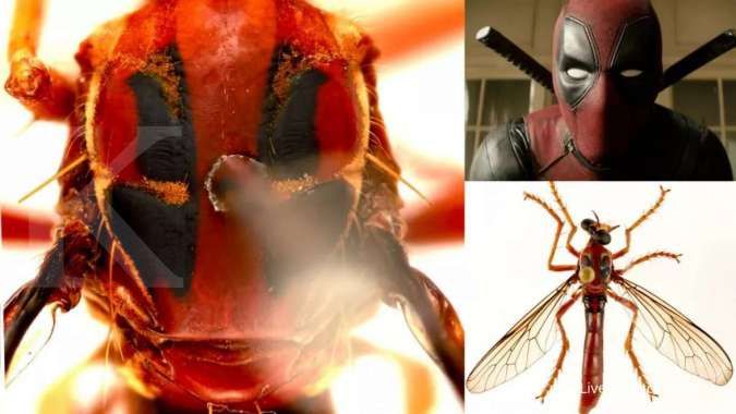 Unik banget, spesies lalat baru mirip karakter film Marvel Deadpool, Thor, Loki