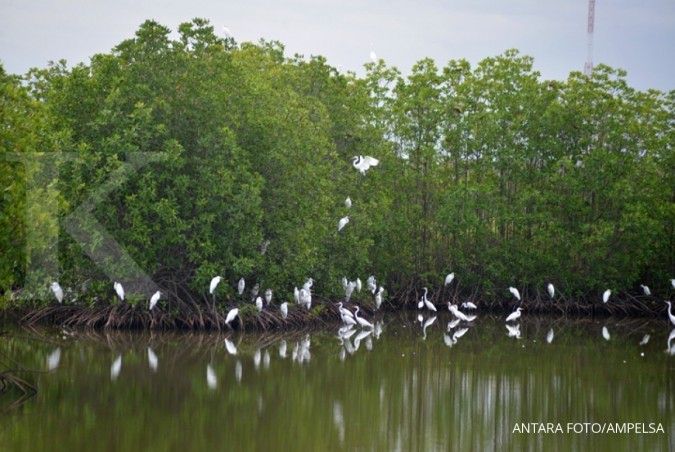 Jokowi Targetkan Rehabilitasi 600.000 Hektar Lahan Mangrove Rampung Akhir 2024