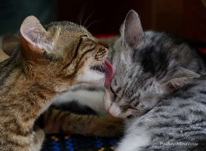 Begini Cara Membedakan Kucing Jantan dan Betina, Ini Cara Ceknya Tanpa Salah