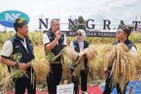 Syngenta Luncurkan Benih Ningrat, Produktivitas Padi Diklaim Capai 13,9 Ton/Hektar
