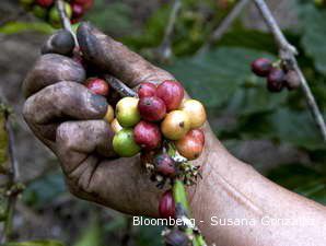 Agustus 2010, Kontrak Berjangka Kakao dan Kopi Meluncur