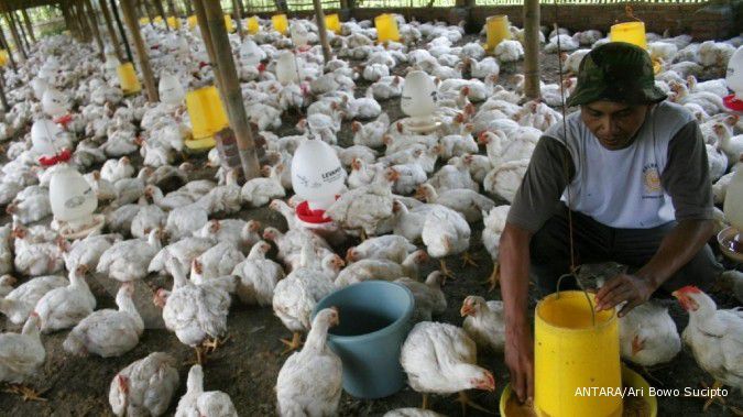 Impor bibit ayam tahun ini naik