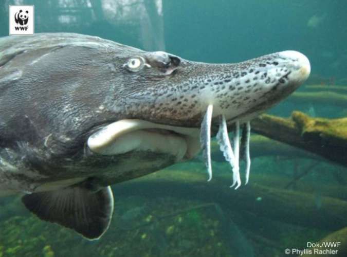 Ikan Sturgeon