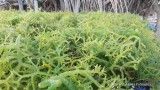 Kaya Nutrisi! Ini 7 Manfaat Agar-Agar Plain untuk Kesehatan, Dukung Diet Anda