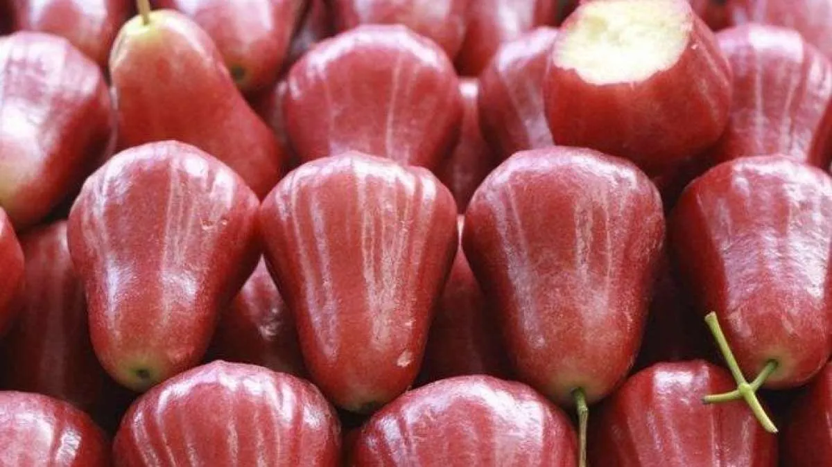 8 Manfaat Buah Jambu Air Bagi Kesehatan Tubuh yang Luar Biasa