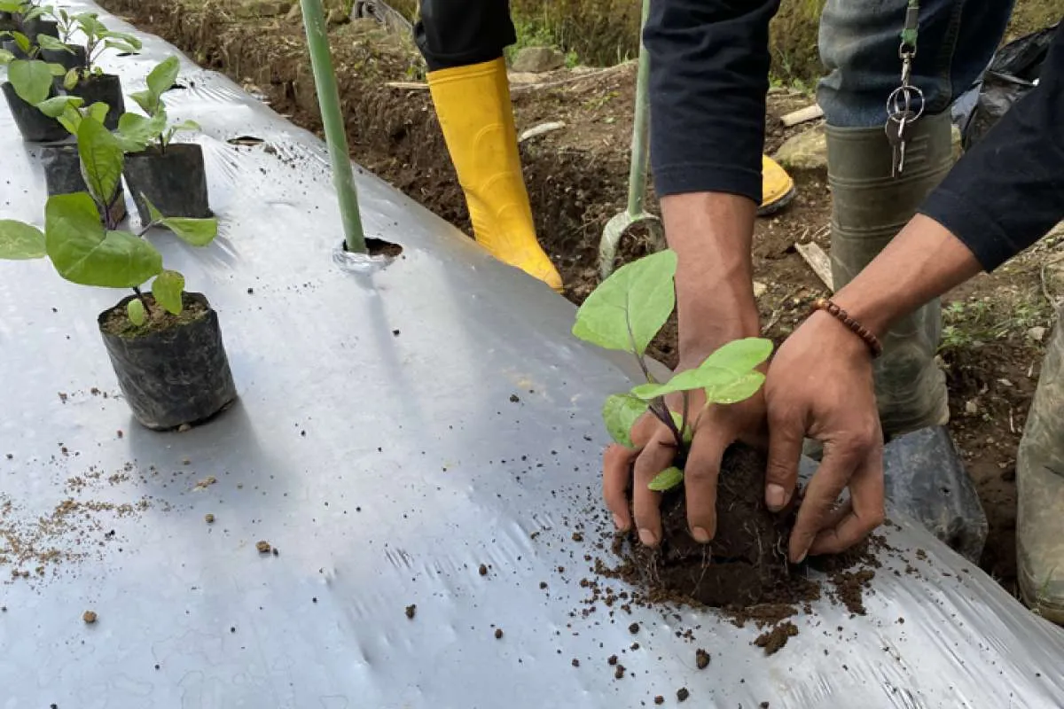 15 Rekomendasi Tanaman Sayur Polybag untuk Kebun Mini yang Cepat Tumbuh!